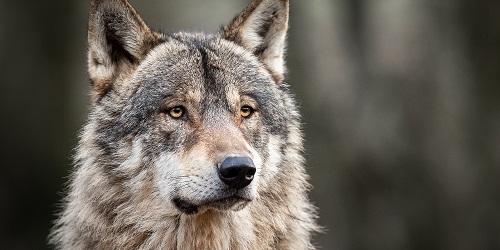 Blog | Opeens was er een wolf in mijn klaslokaal